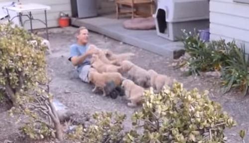 Este hombre recibe una gran embestida de Golden Retriever bebe llenos de ternura