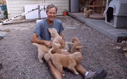Este hombre recibe una gran embestida de Golden Retriever bebe llenos de ternura