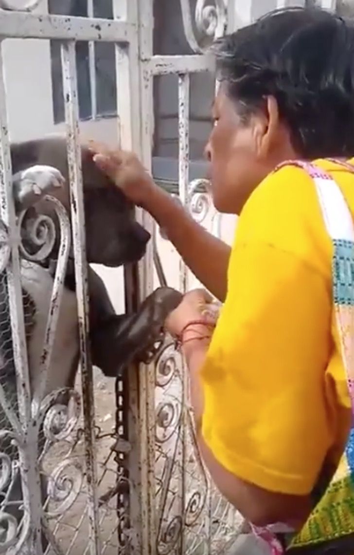 ¡INCREIBLE! La reacción de este Pitbull abandonado ante caricia de abuela.2