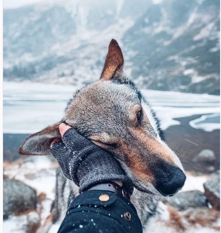 lobos
