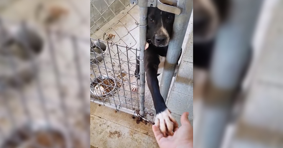 perrito en el refugio