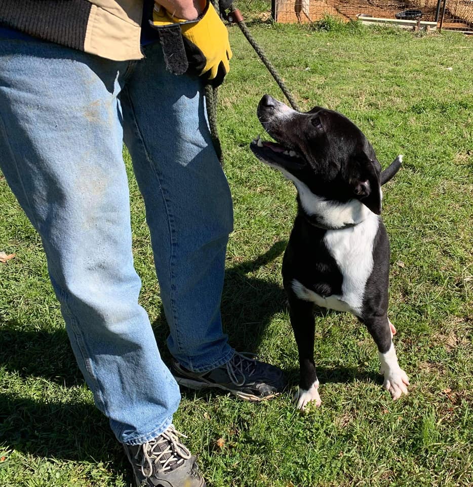 perrito en el refugio