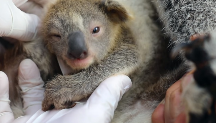 Ash, primer bebé Koala de Australia tras los incendios forestales