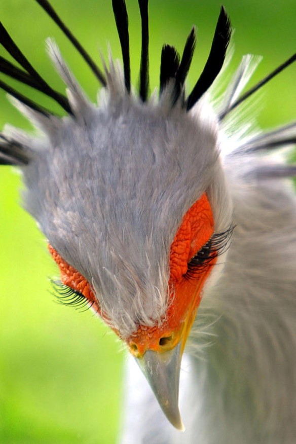 Aves exóticas Ave Secretario