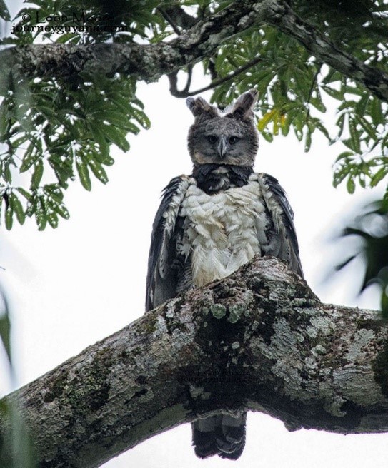 Águila harpía