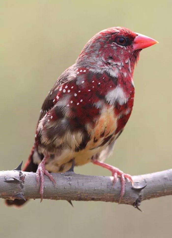 Bengalí Rojo