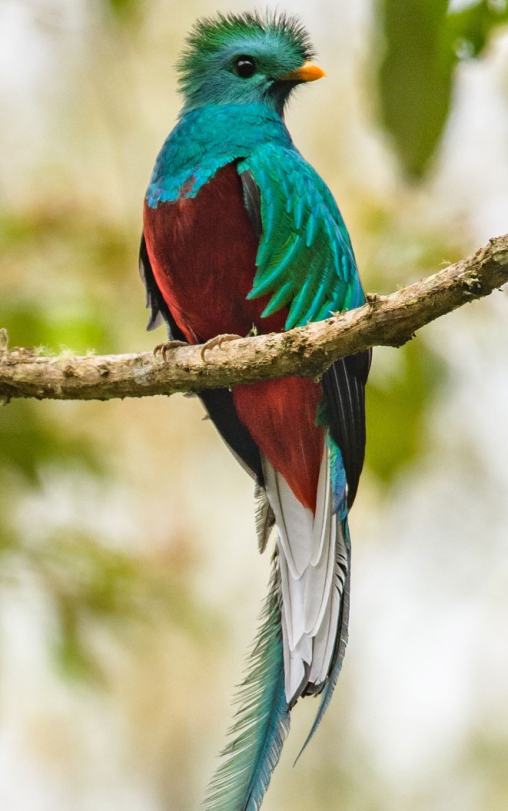 Quetzal