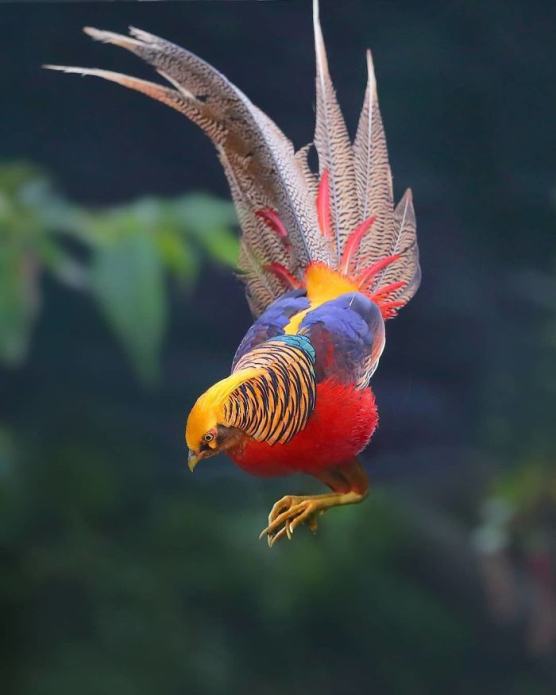 Faisán dorado