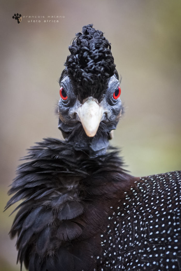 Gallina de guinea