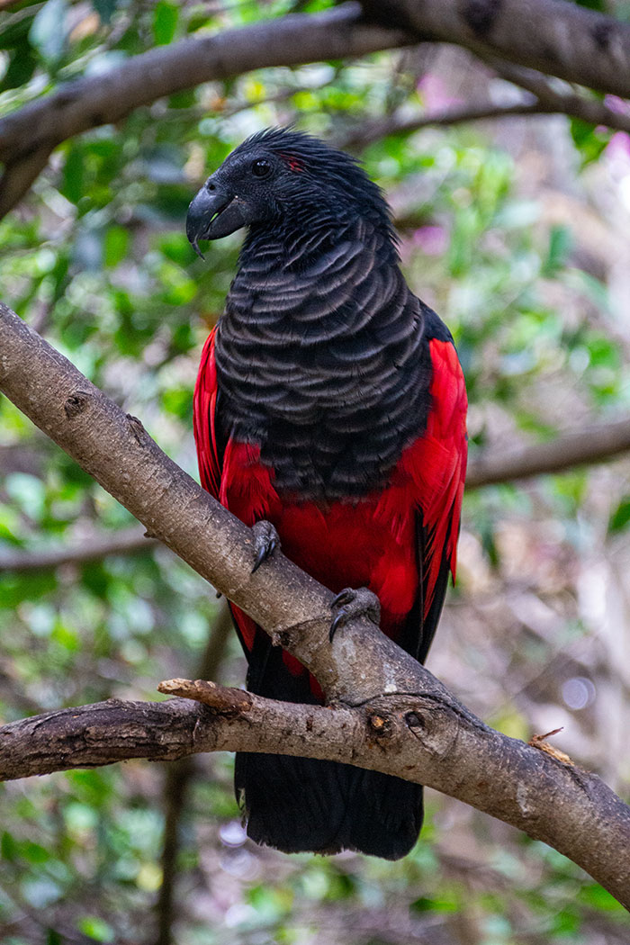 Loro aguileño