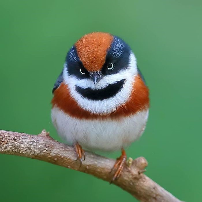 aves exóticas