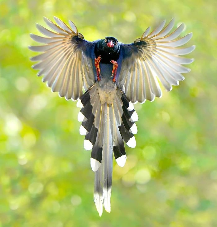 aves exóticas