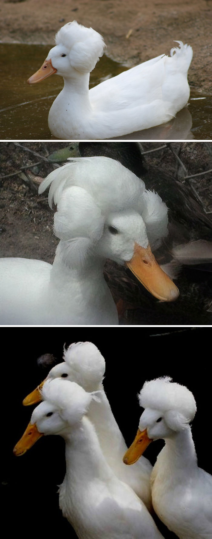 aves exóticas