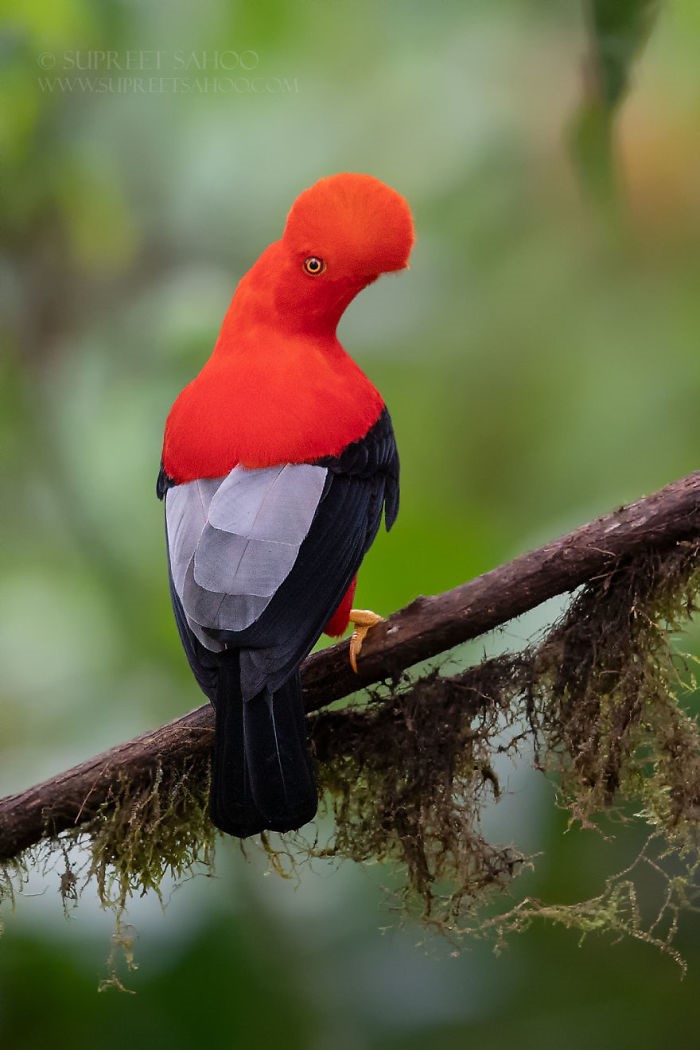 aves exóticas