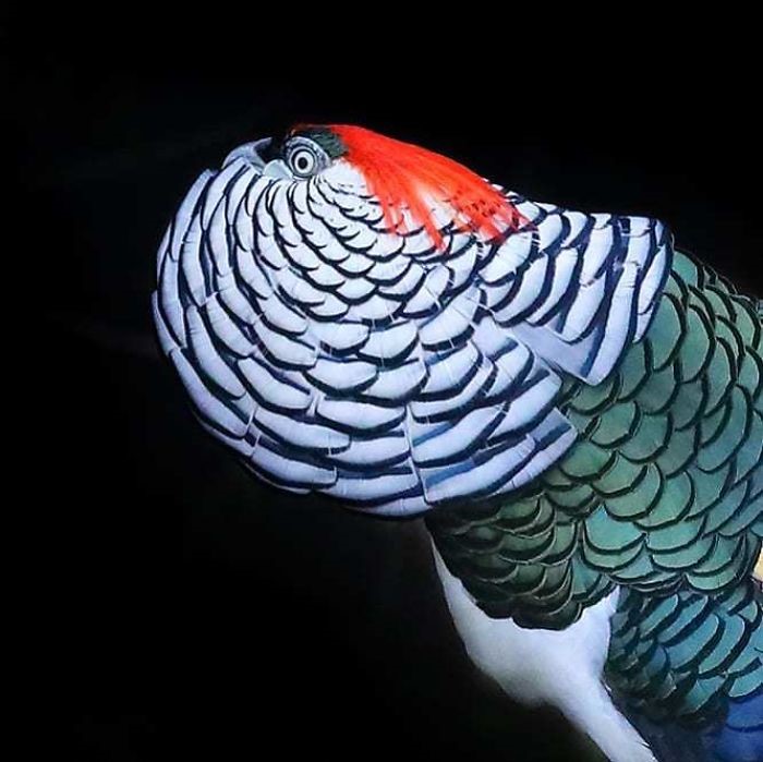 aves exóticas