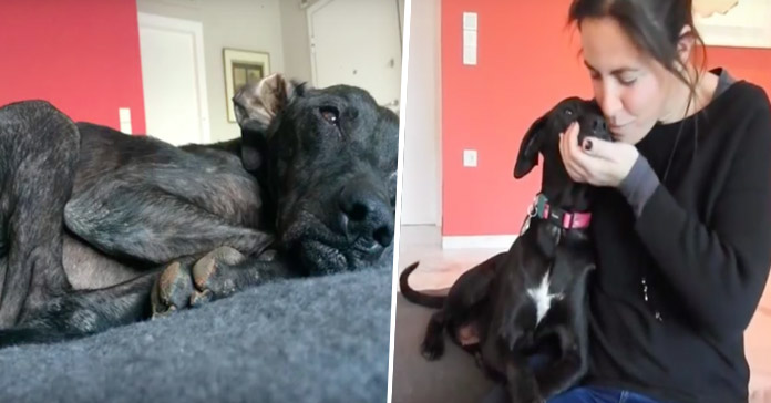 Beauty fue rescatada de la calle y siento el amor de una familia tras 9 años