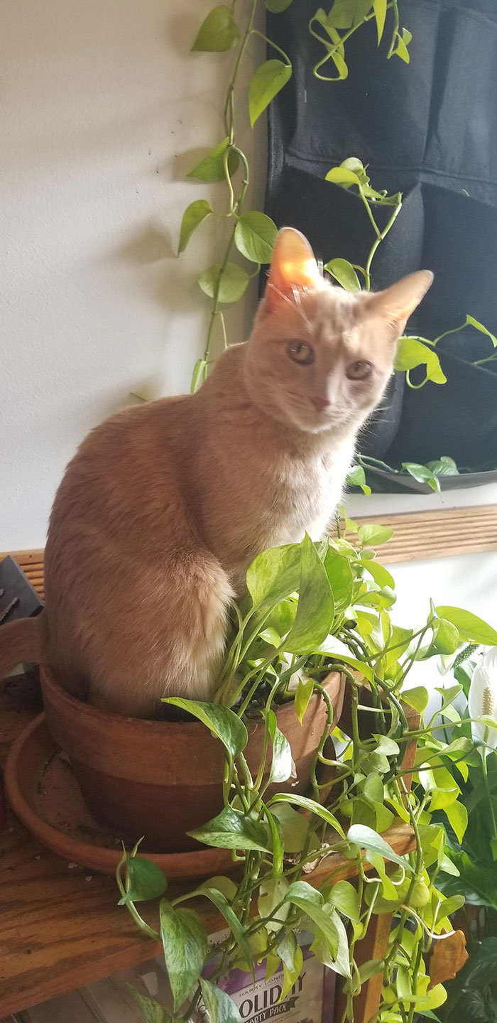 el gato oliver