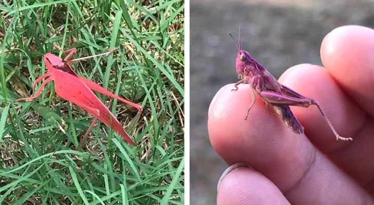 chapulines