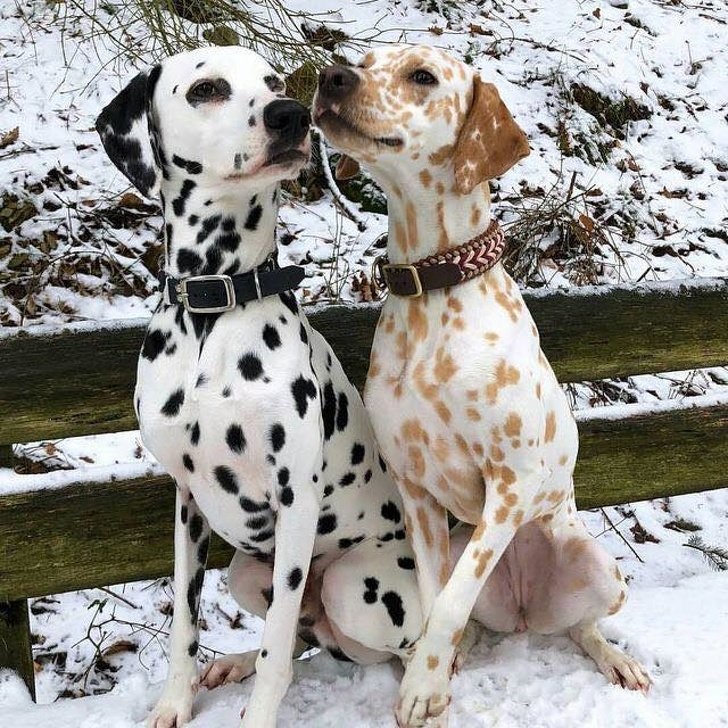 Dalmata