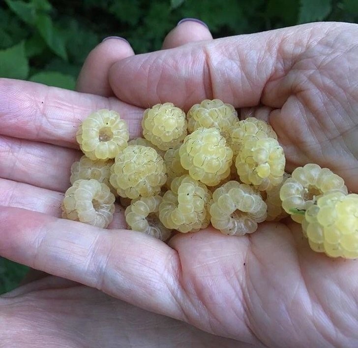 frambuesas amarillas