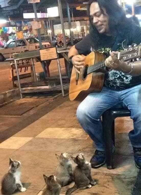 gatitos