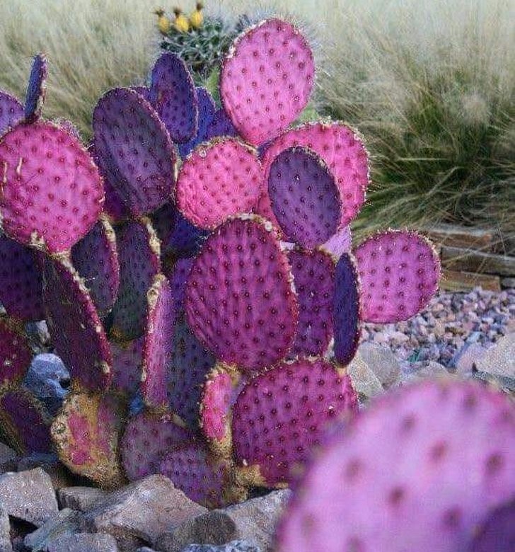 nopal morado