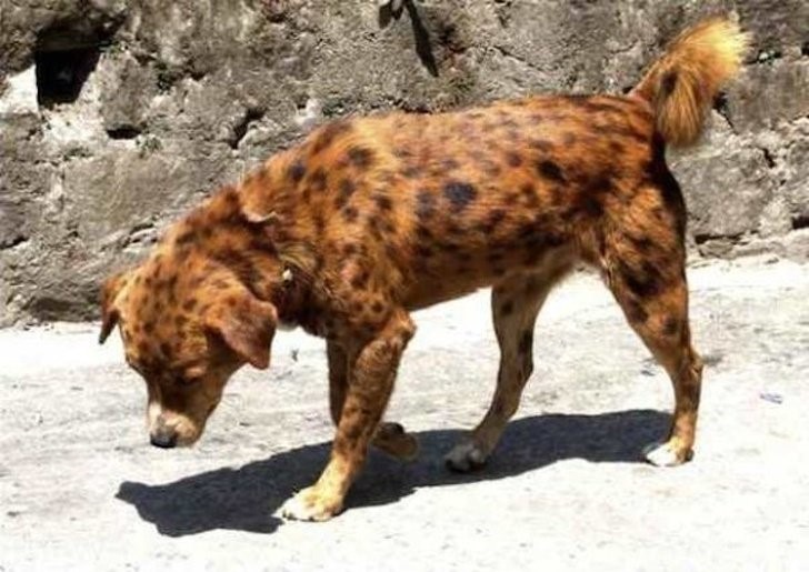 aspecto único