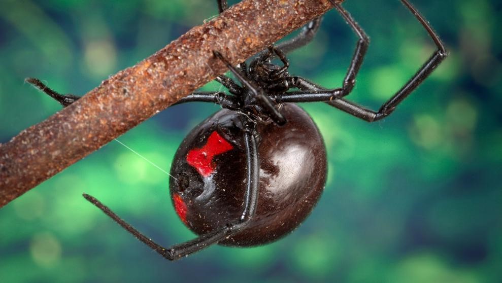 araña viuda negra
