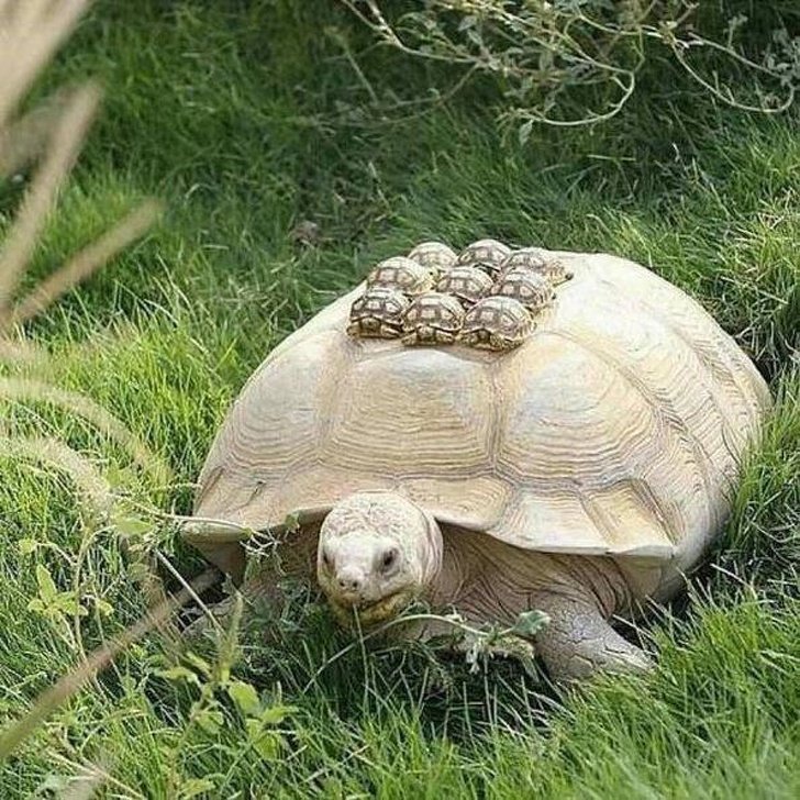 fotografías de tortugas animales bebes