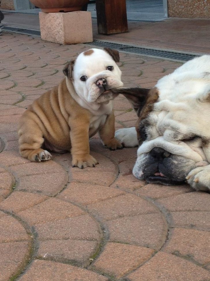 fotos de cachorros bebés - fotografías de animales bebes