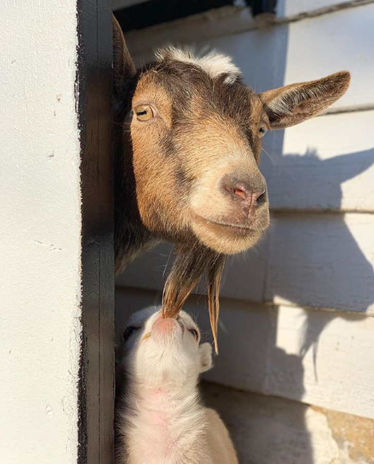 fotos de cabras bebes - fotografias de animales bebes