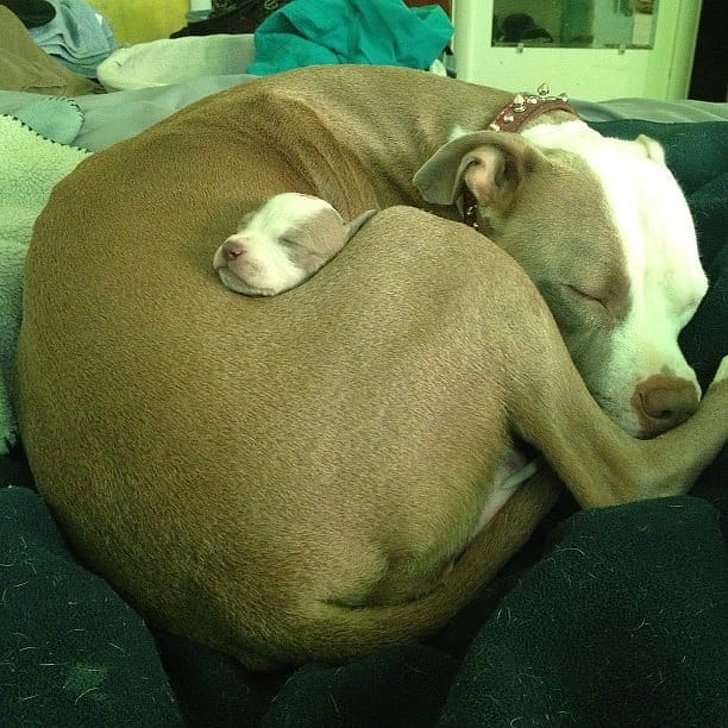 imagenes de pitbull bebes tiernos - fotografias de animales bebes