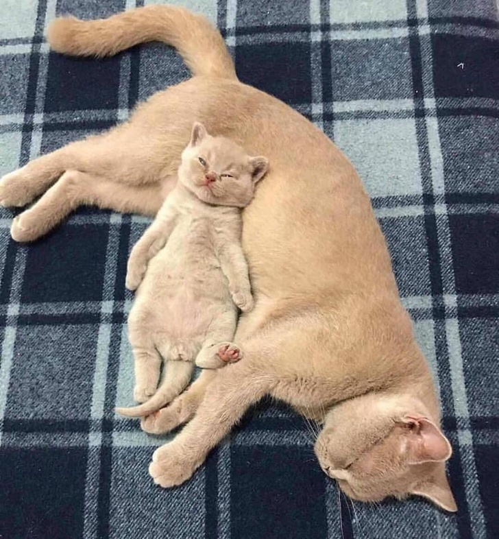 fotos de gatos bebes - fotografias de animales bebes
