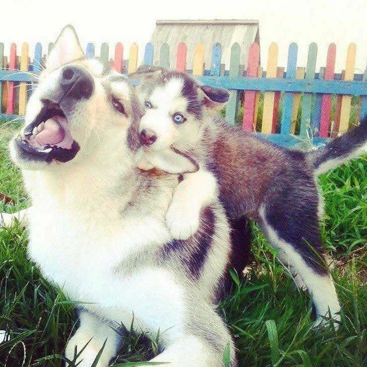 fotos de perros husky bebes - fotografias de animales bebes
