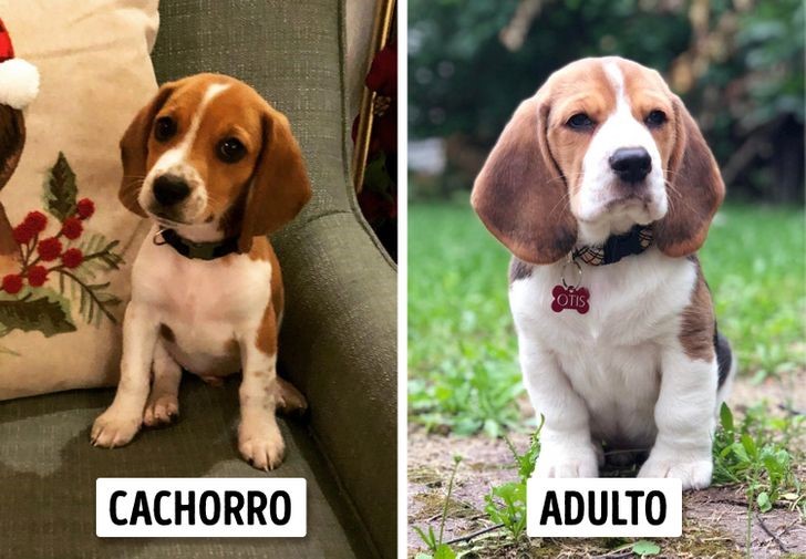 crecen parecen cachorros