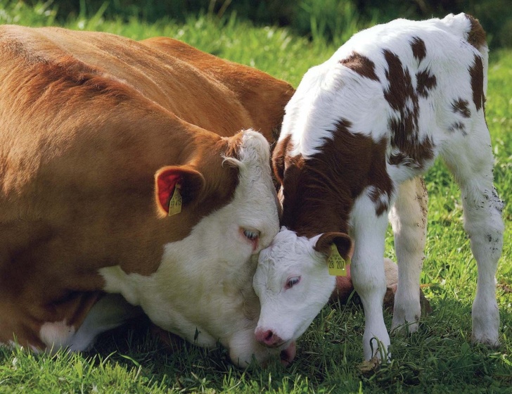 imagenes de vacas bebes - fotografias de animales bebes