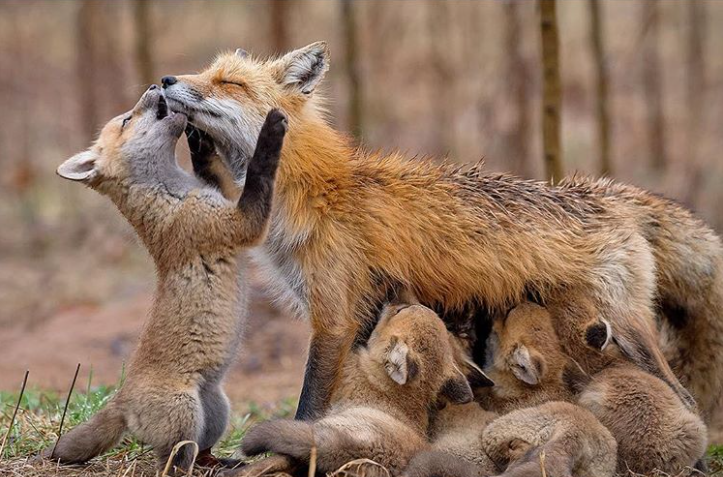 foto de zorro bebe - fotografias de animales bebes