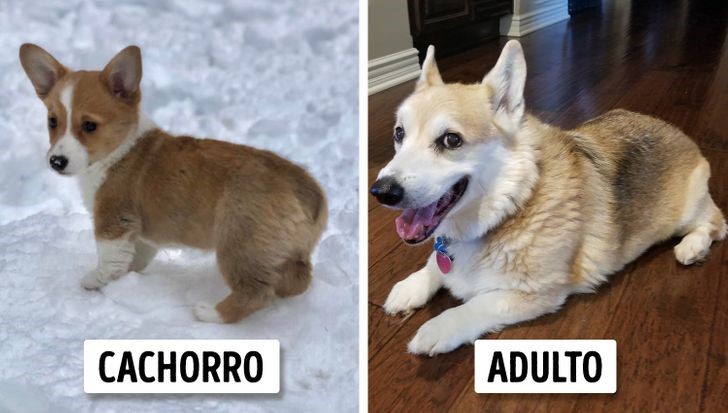 crecen parecen cachorros