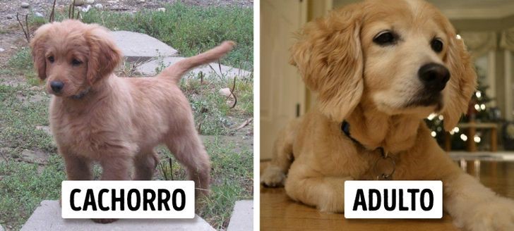 crecen parecen cachorros