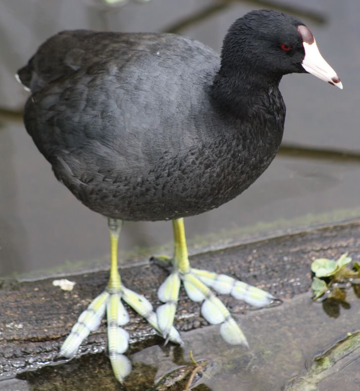 patas parecen plumas