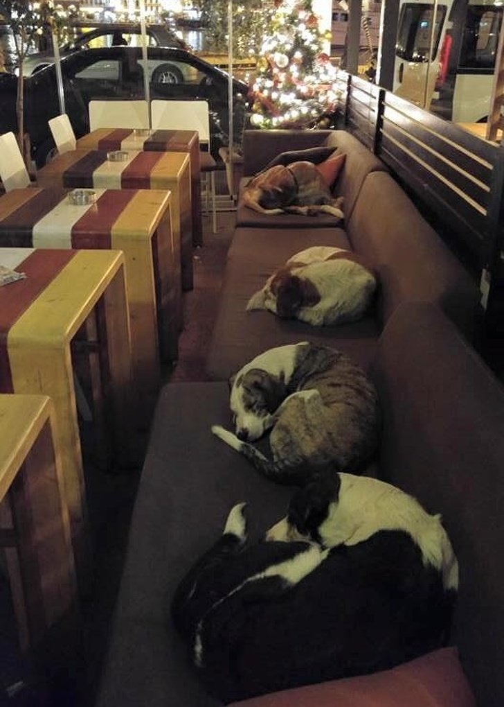 cachorros duermen en cafe