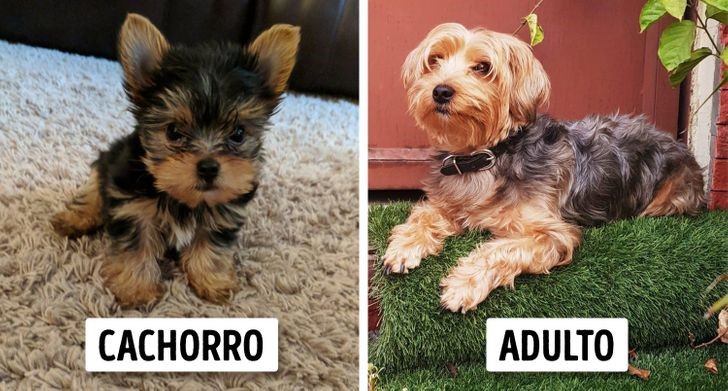 crecen parecen cachorros