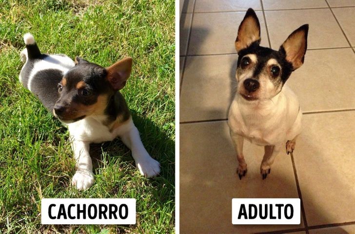 crecen parecen cachorros