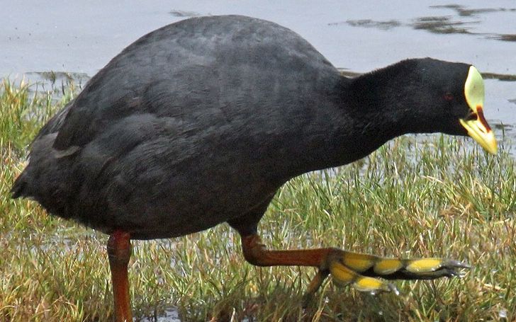 patas parecen plumas
