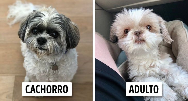 crecen parecen cachorros