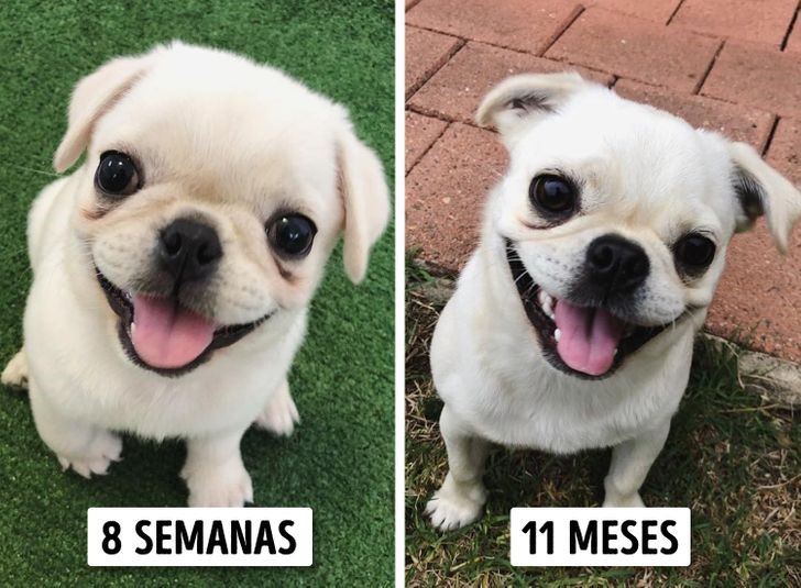 crecen parecen cachorros