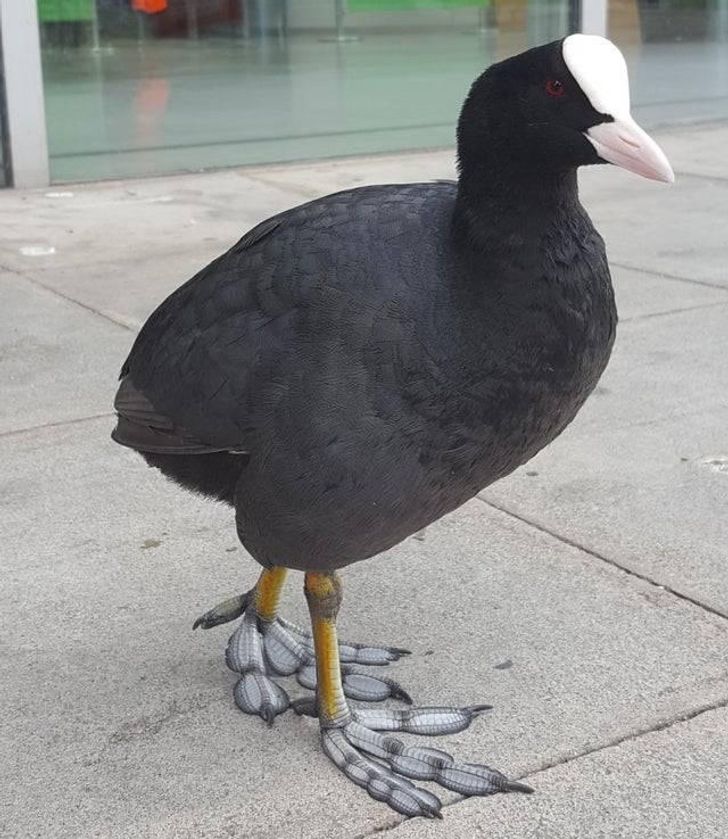 patas parecen plumas