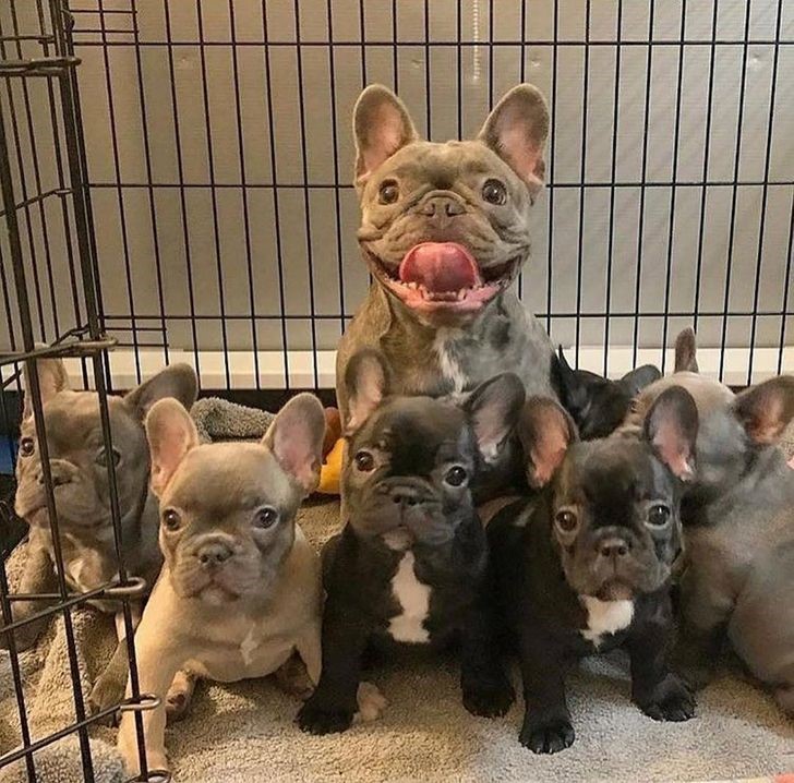 crecen parecen cachorros