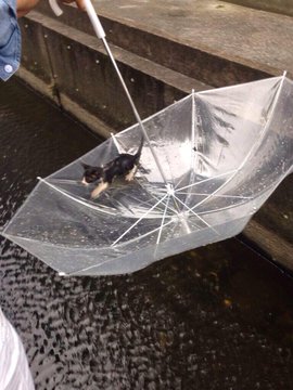 salvando a un gatito