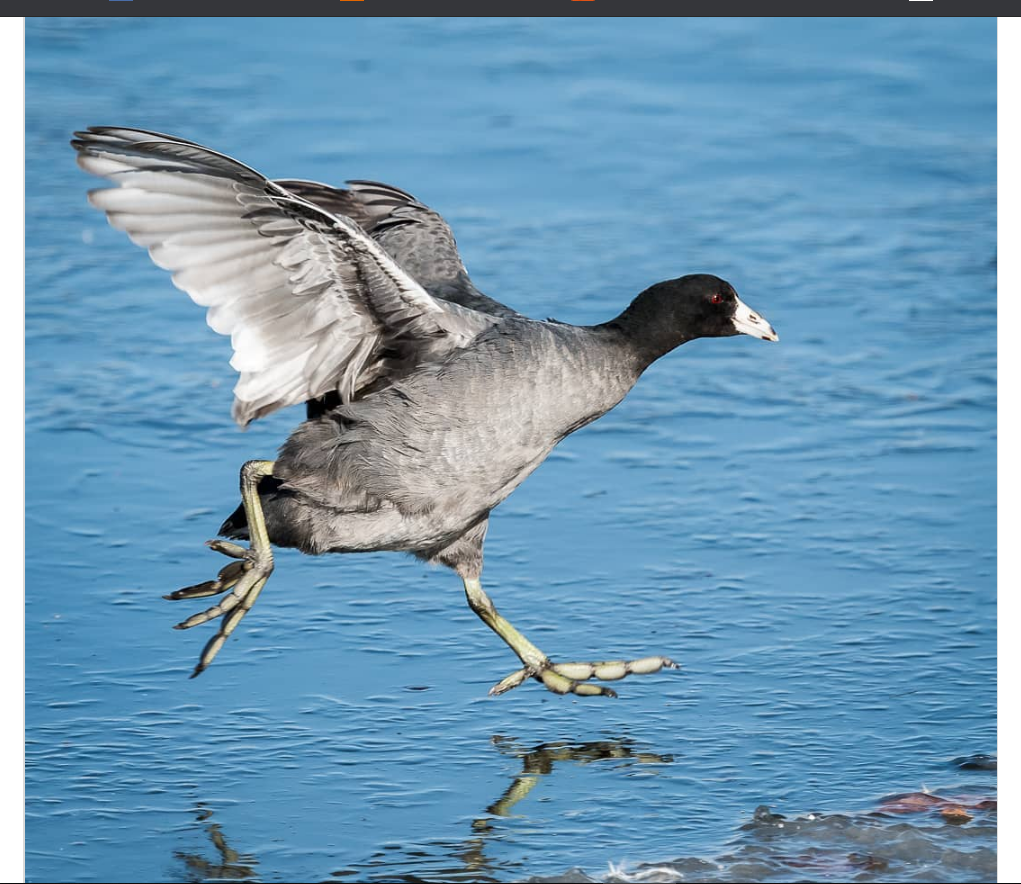 patas parecen plumas